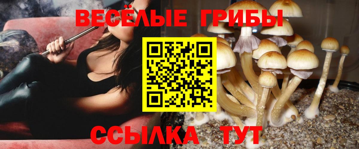 Галлюциногенные грибы прущие грибы  наркота  Псилоцибиновые грибы мицелий  Кулебаки  Вход с VPN 